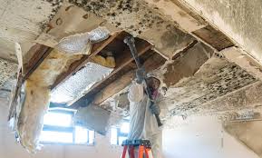 Mold Documentation for Insurance Claims in Woburn, MA